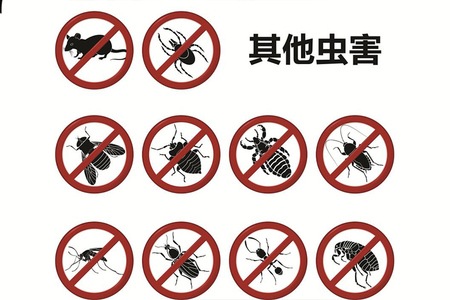 其他蟲害防治
如需了解更多蟲害防治，可聯系撥打服務熱線或留言