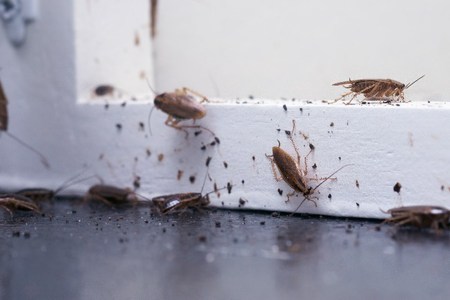 蟑螂防治
紫燕蟲控公司害蟲防治專家熟知蟑螂生活的習性和生命周期，擁有一系列高效的蟑螂消殺防治方案，為您提供全方位保護。